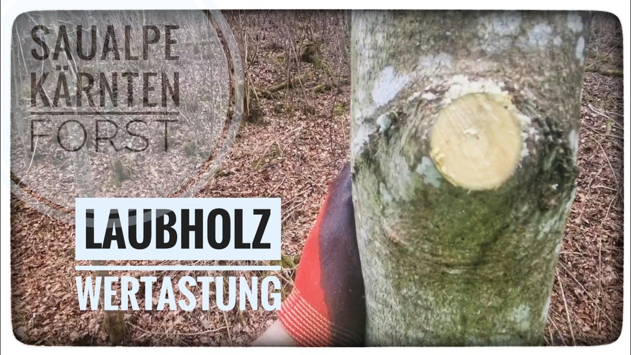 🪚🌳 Laubholz Wertastung 🌳