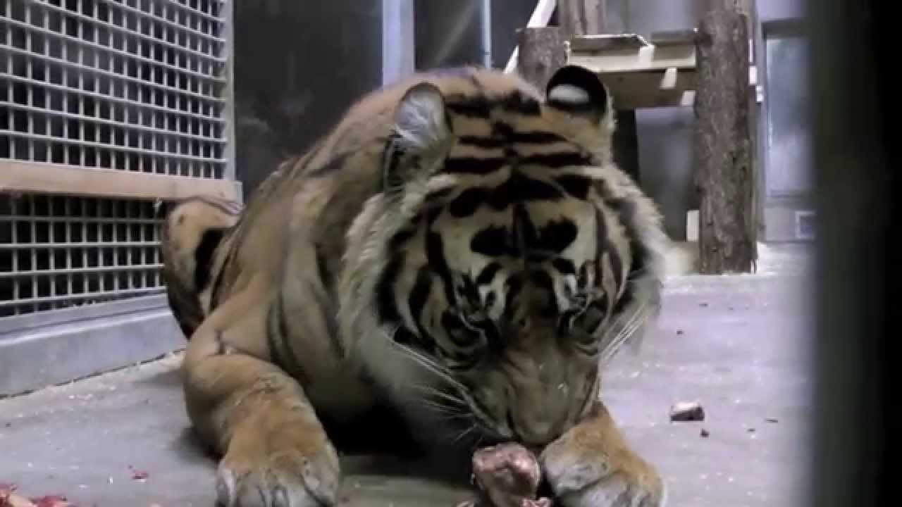 Hantiger flytter ind