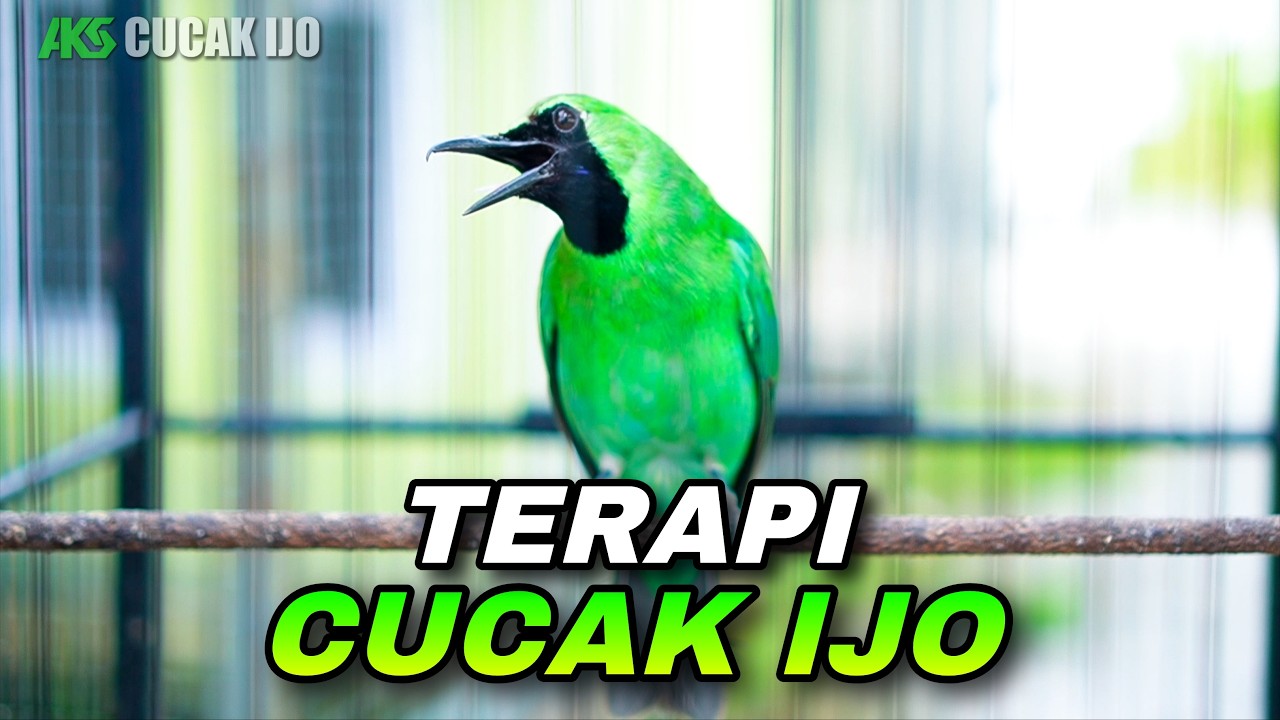 PANCINGAN CUCAK IJO GACOR COCOK UNTUK MENAIKKAN EMOSI BIRAHI IJO DEWASA AGAR CEPAT JAMTROK