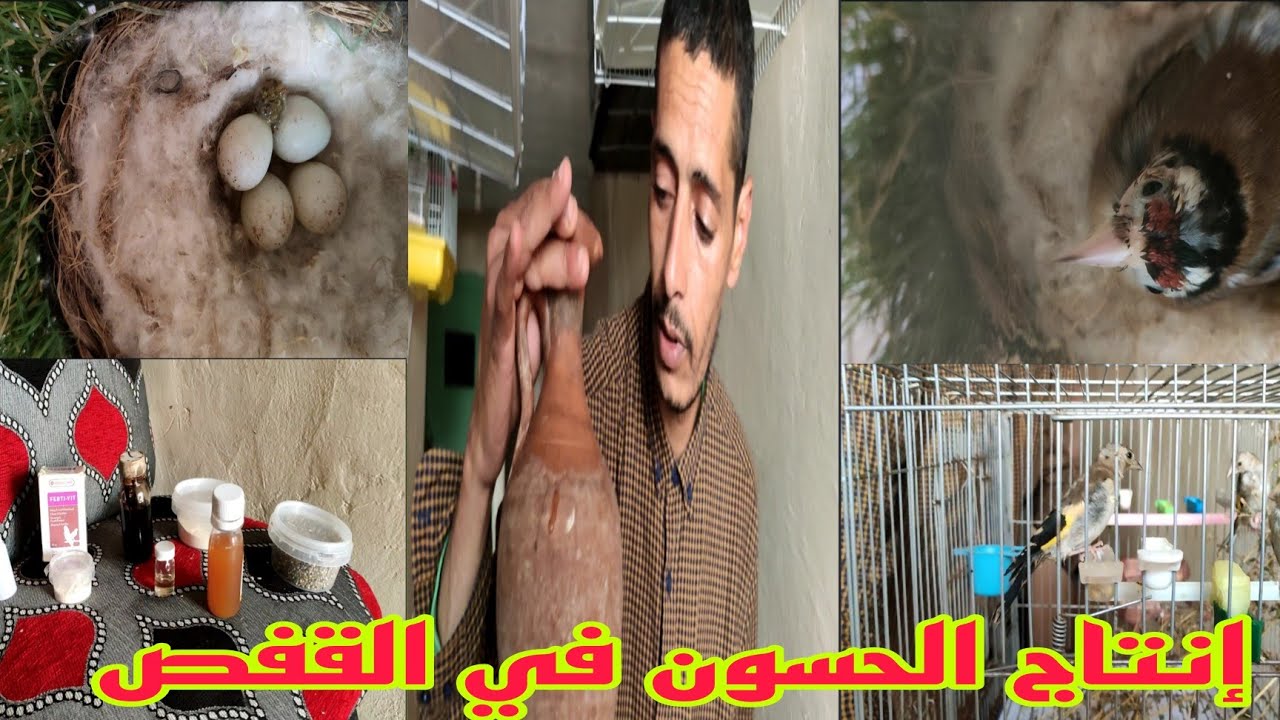 كيفية إنتاج الحسون في القفص مع صاحب قناة Mohamed tv-يوميات محمد