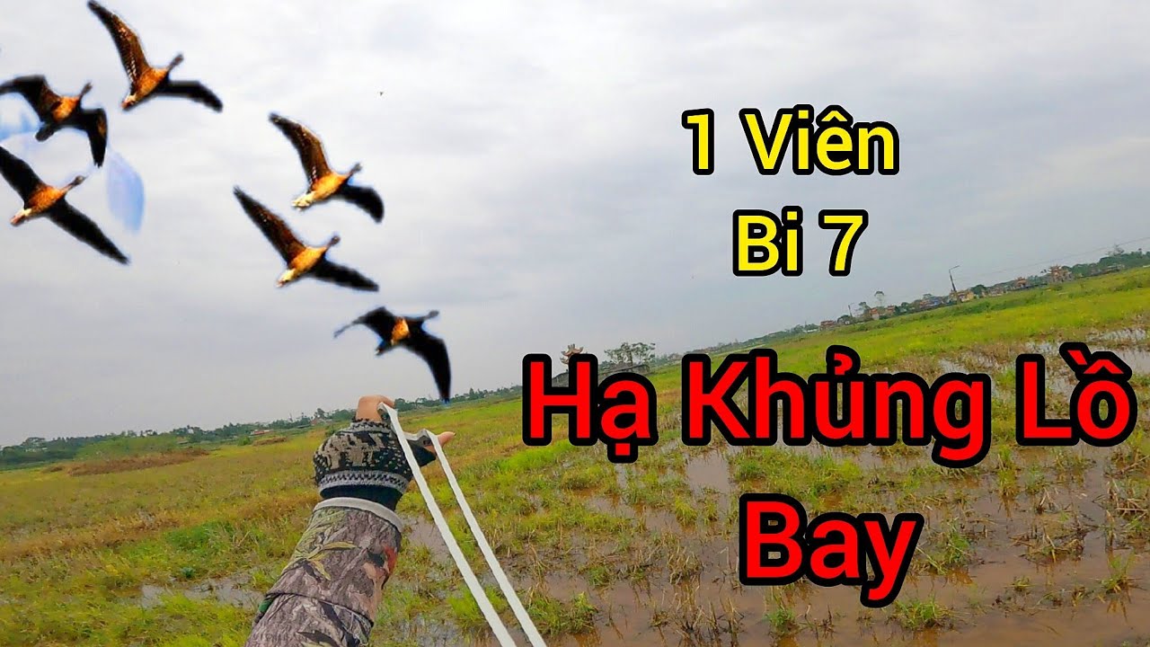 Đi Săn Bằng Ná Cao Su - Săn Cò Cự Ly  50m 60m Và Những Pha Hạ Cò Bay - Slingshot Hunting Tập 297