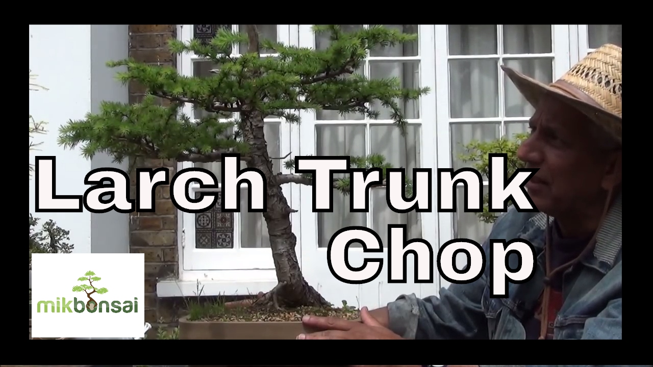 Old Bonsai Larch has its day trunk chop & hair cut