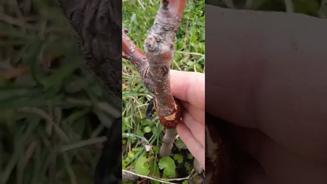 بعض النصائح لكيفية التعامل مع اشجار بعد سنة من نجاح عملية التطعيم #2026#grafting#cherry#nature #bio 