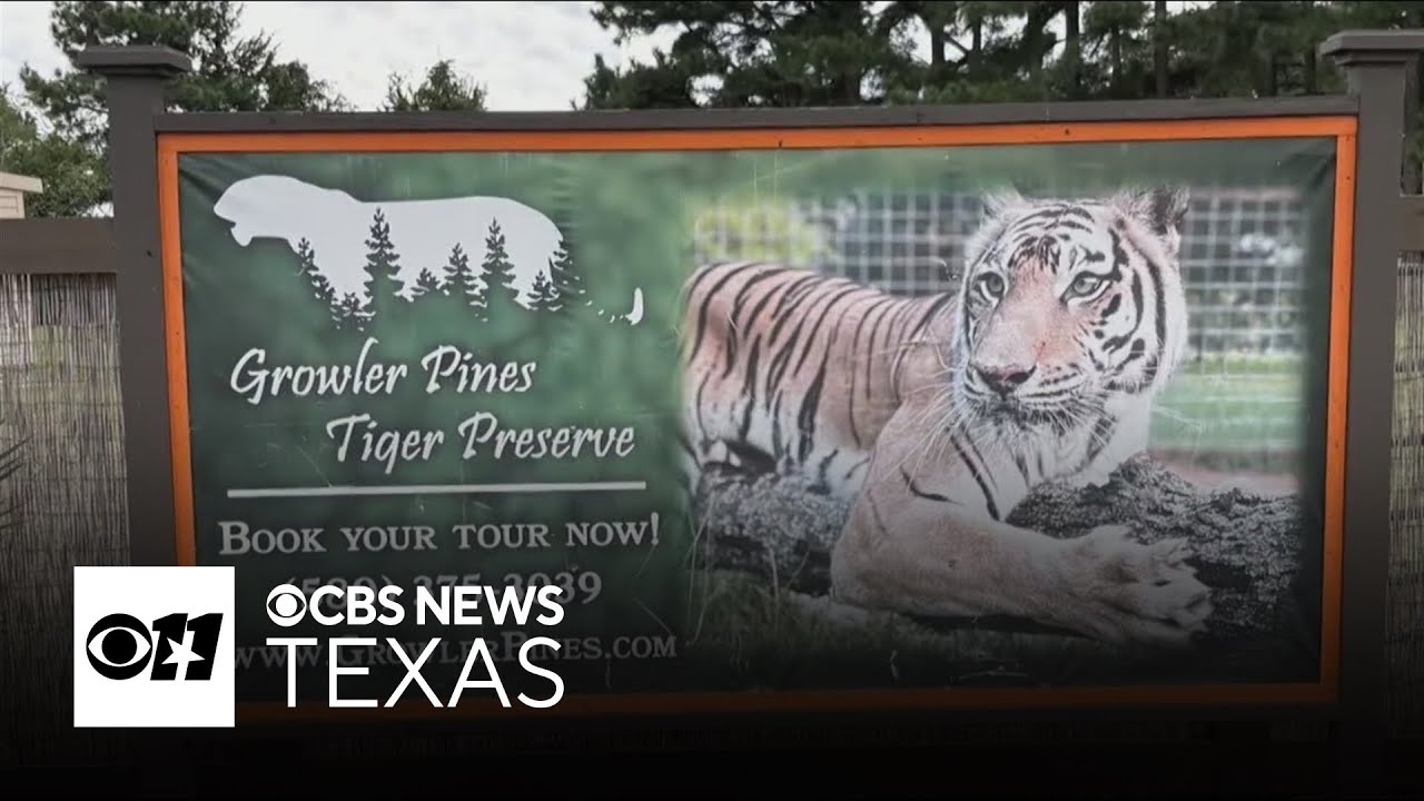 Tiger that killed Oklahoma trainer linked to 
