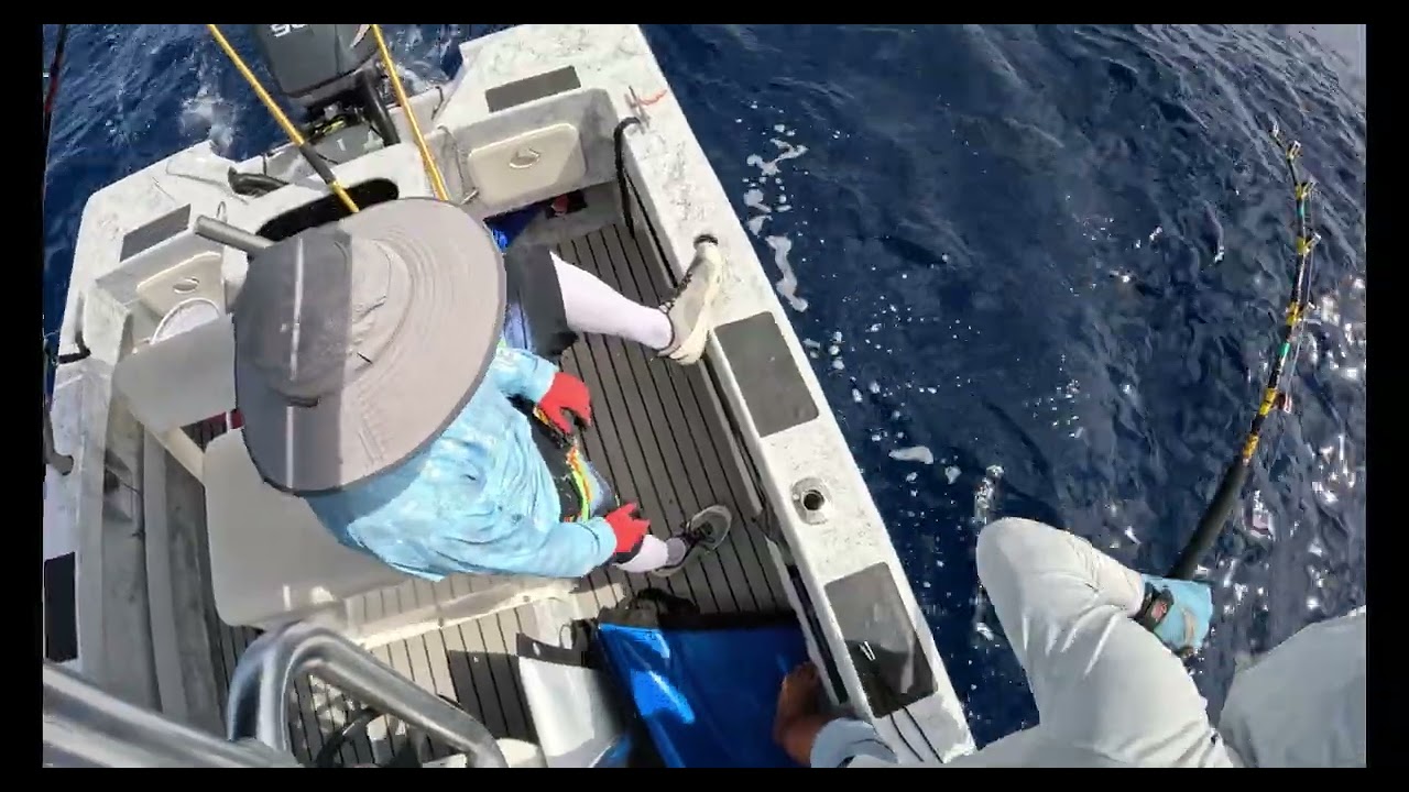 YELLOWFIN TUNA AHI RIPS CAPTAIN'S FINGER TIP OFF BIG GAME FISHING WAIANAE OAHU HAWAII