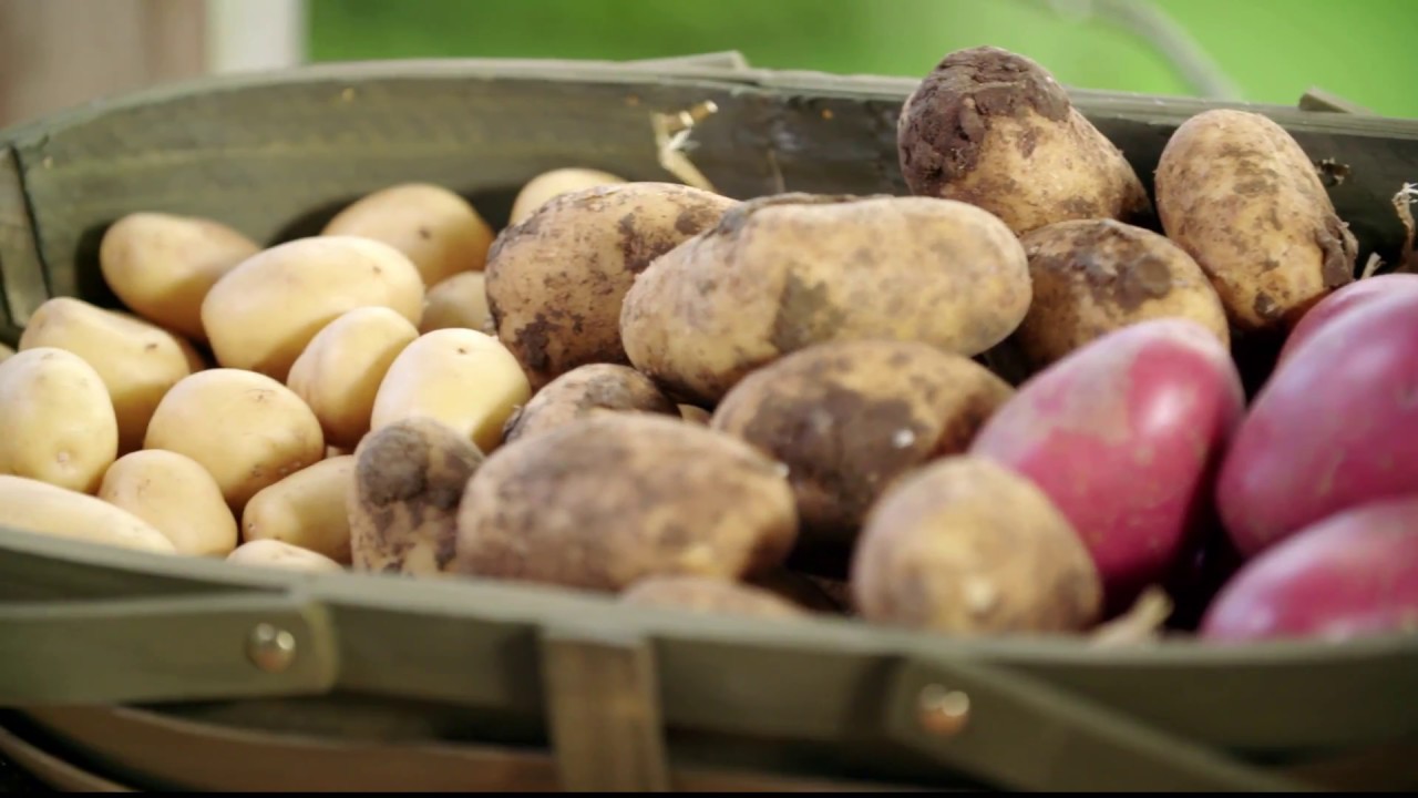 How to Grow Potatoes | Mitre 10 Easy As Garden