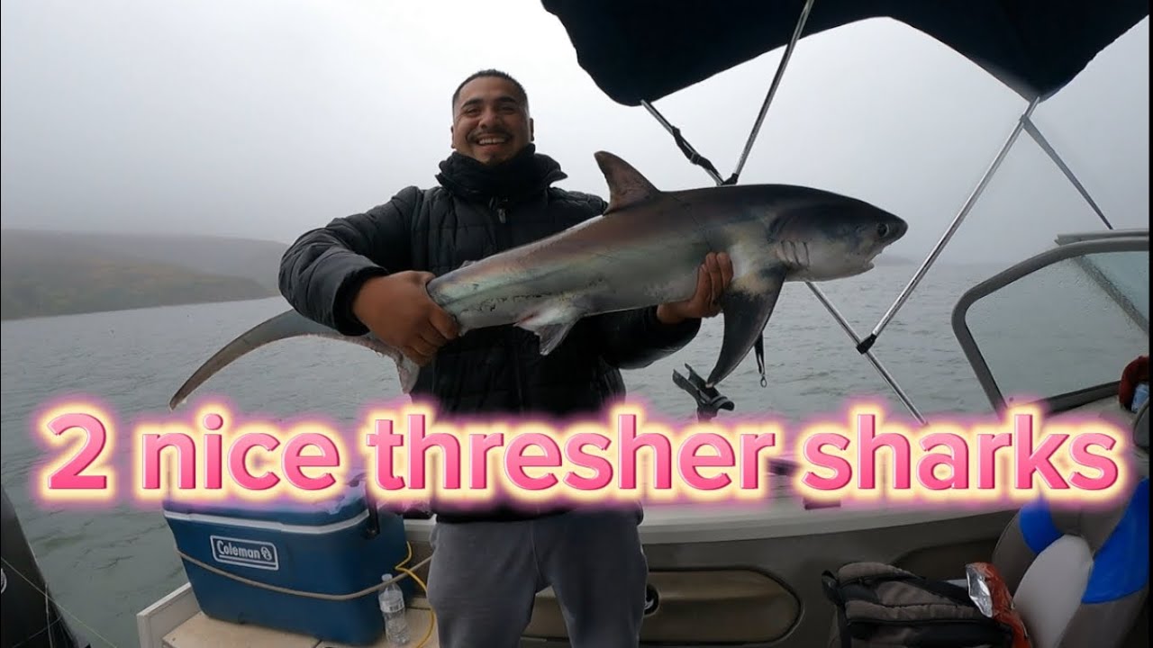 Landed 2 nice thresher sharks , halibut and leopard shark in tomales bay 10/12/24