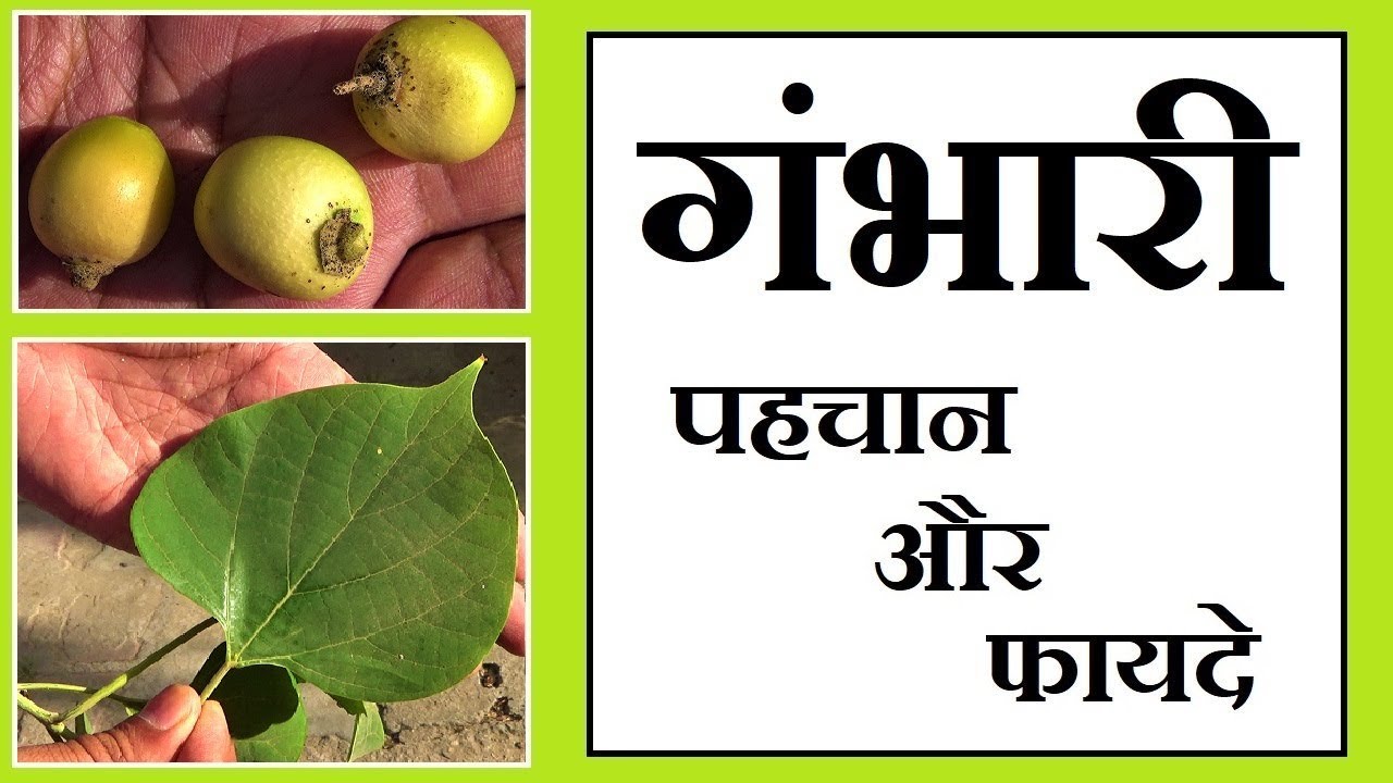 Gambhari, गंभारी, की पहचान और फायदे │ Intro & Benefits of Gmelina Arborea, Shevan By Vishal Sathye