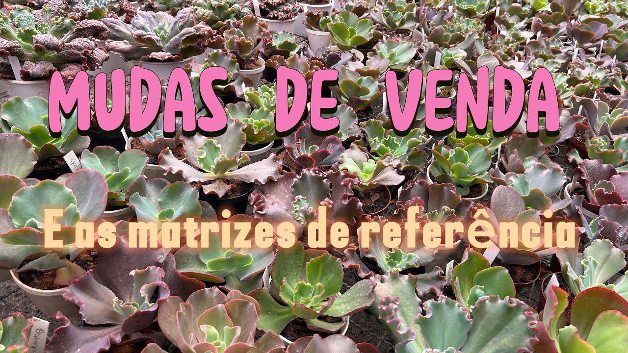 Mudas disponíveis pra venda e atualizações das matrizes 