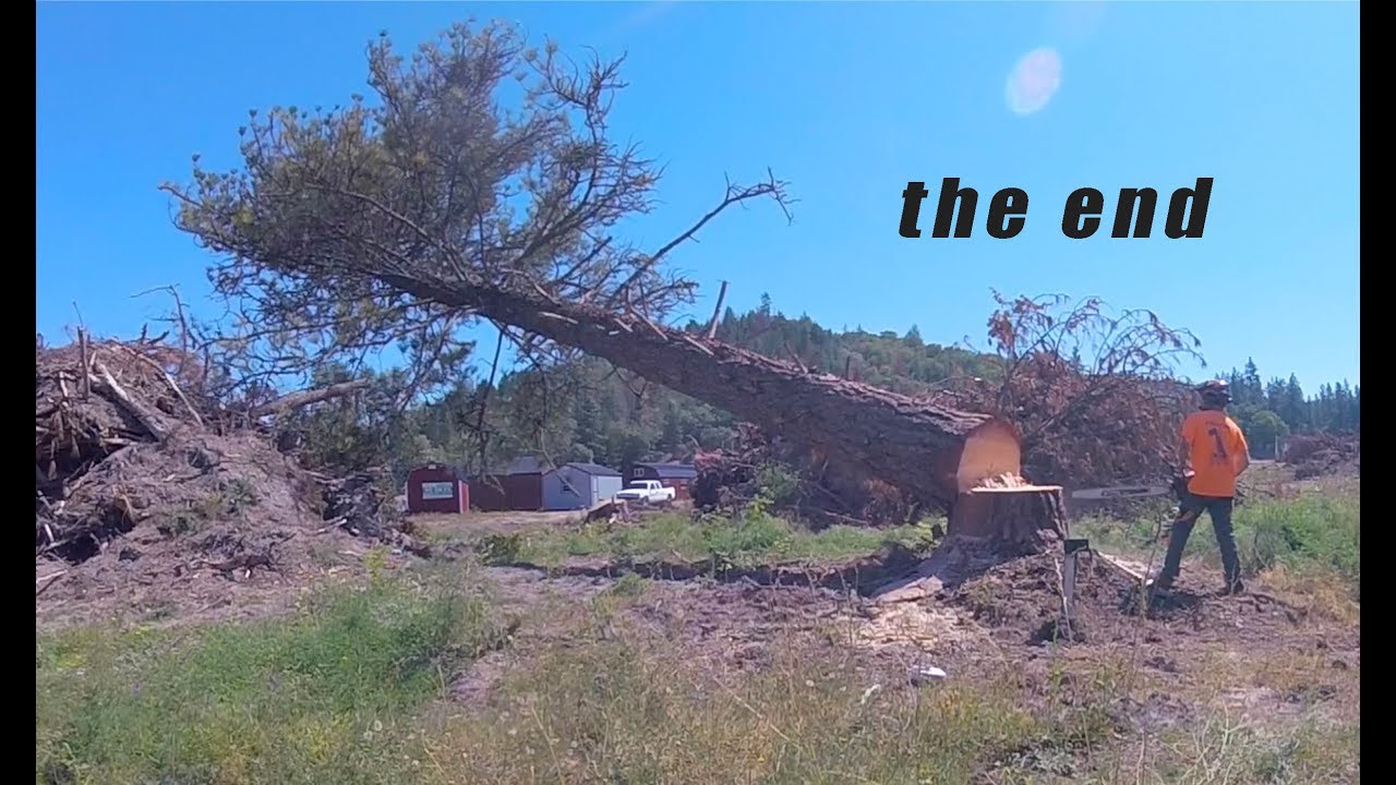 Tree Felling AGAINST a HARD Lean