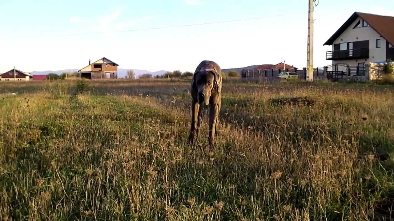 iGor @2ani.