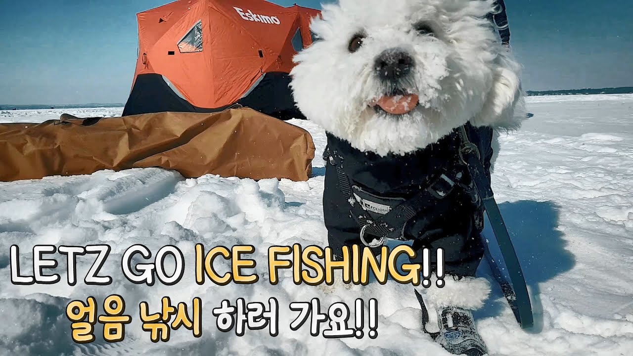 Bichon Frise goes Ice Fishing to Lake Simcoe Ontario Bichon enjoys Som-thing Special on frozen lake!