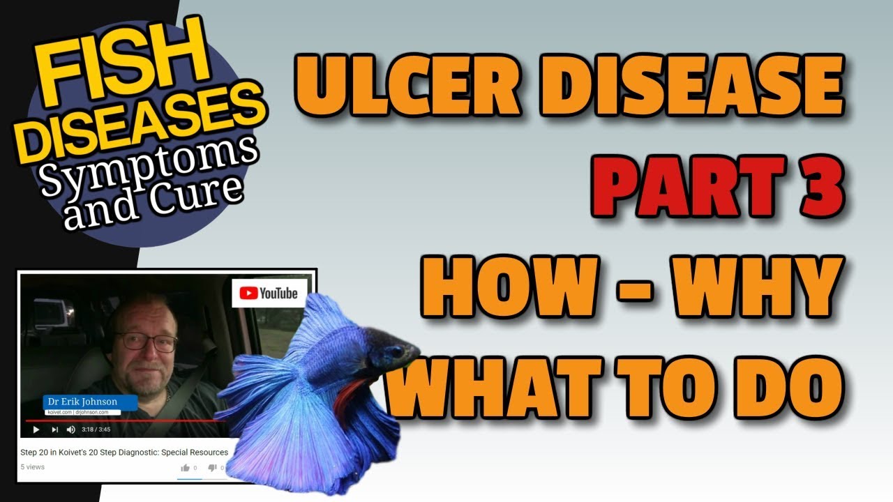 Ulcer Disease in Koi - PART 3 of 3 What It Is, When It Happens and What to Do About Sores On Koi