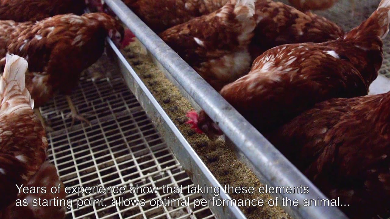 Cage free production