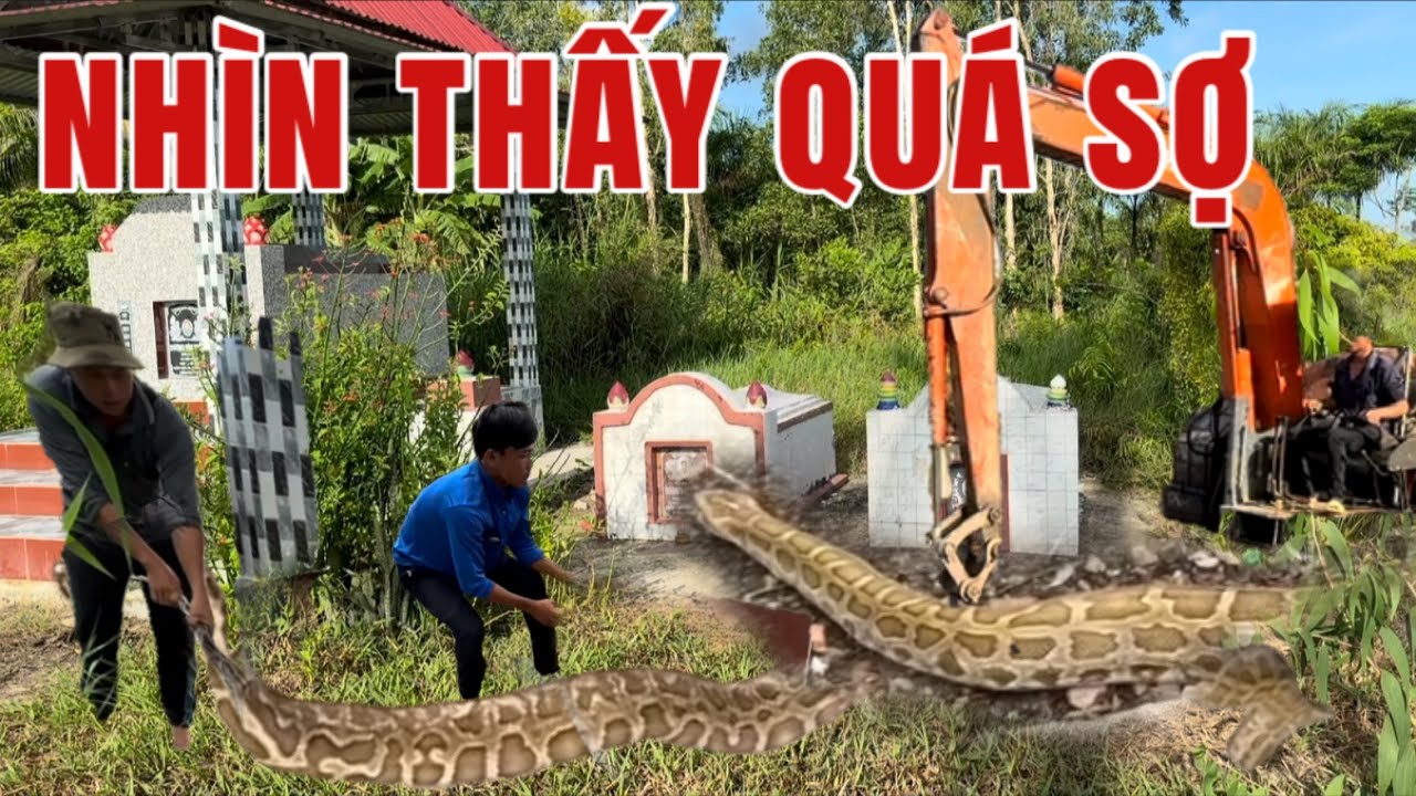 Xe Cuốc Bất Ngờ Chủ Nhà Mướn Đi Bắt Con Trăn Ở Trong Những Ngôi Mộ Lâu Năm