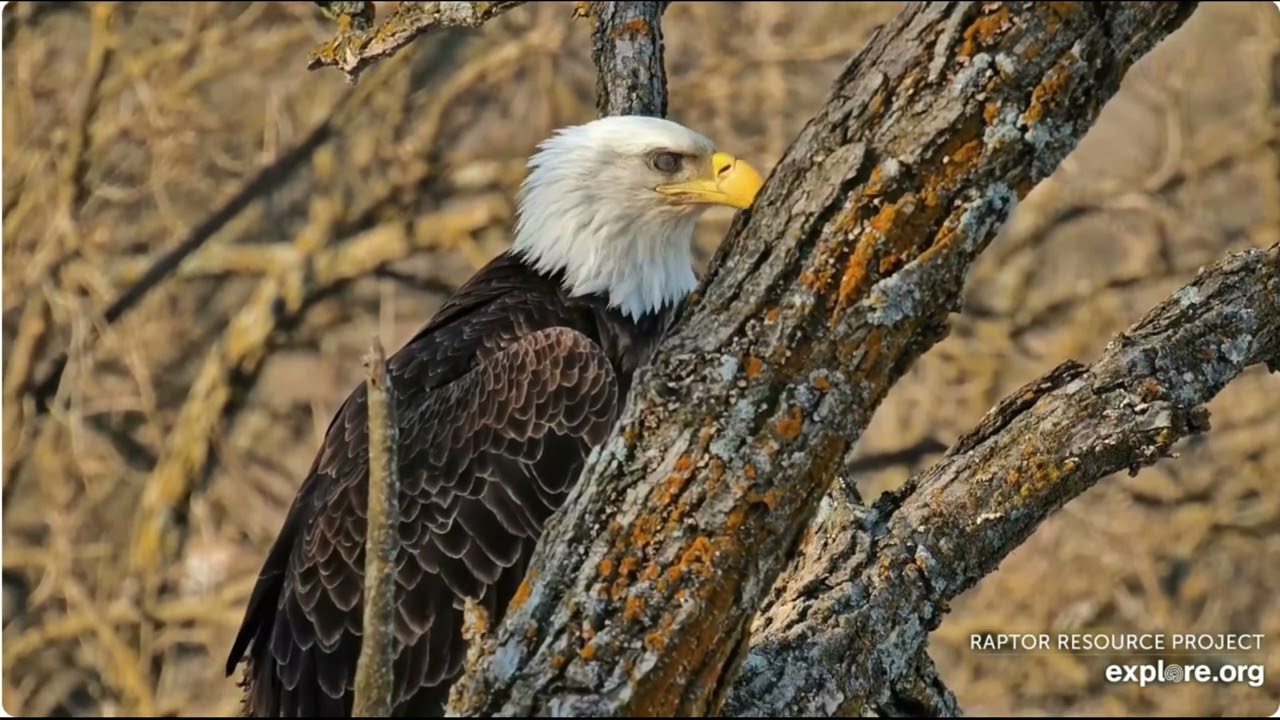 DNF receives first gift from UM 03.03.2026 Explore Live Nature Cams Decorah Eagles - North Nest - 4k
