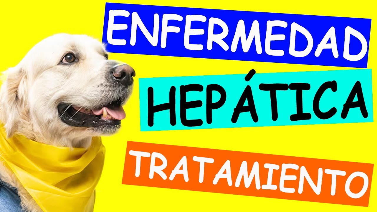 Perro Enfermo del H&Iacute;GADO: Causas, S&iacute;ntomas y Tratamiento