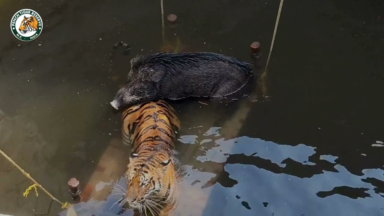 Tiger and Wild Boar Rescue from a well !!