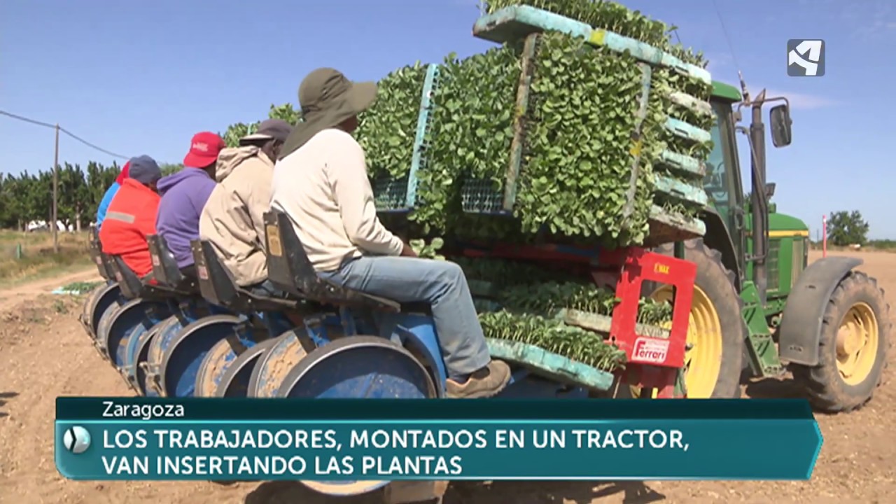 Plantaciones de brócoli