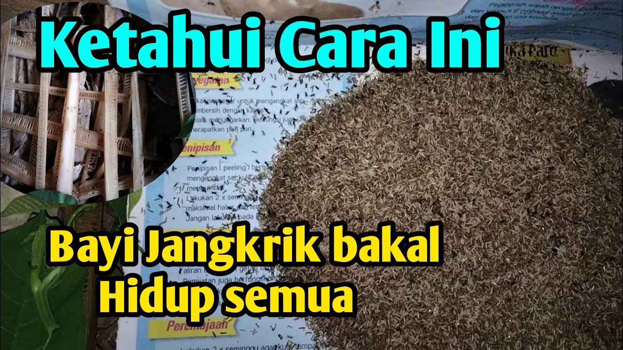 Cara Agar Bayi Jangkrik Baru Netes Tidak Banyak yang Mati