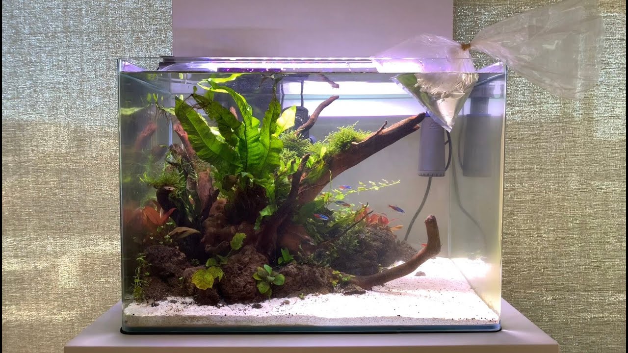 15 Gallon Aquascape | Ep. 4 | 2 Month Update | Adding a Betta Fish + Feeding 'Shrimp Snow'