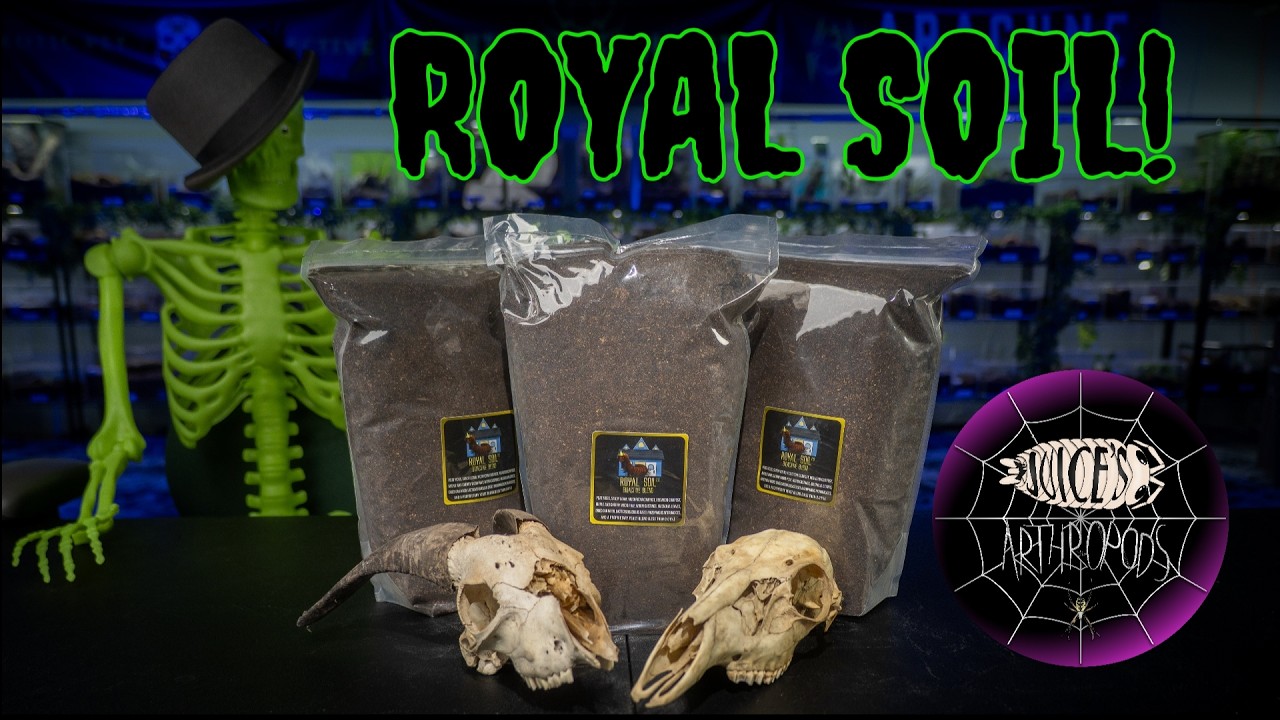 This Dirt EATS Tarantula POOP! Royal Soil Bioactive Substrate Review