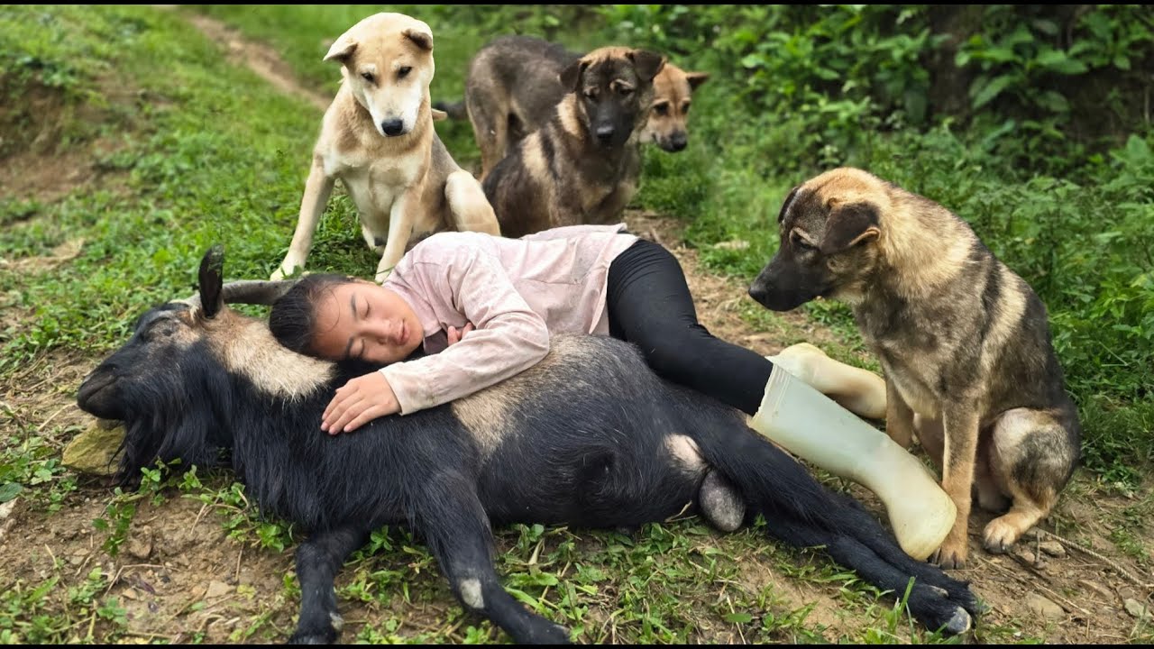 Young Vietnamese girl lives independently and takes care of animals on the farm - ha thi muon