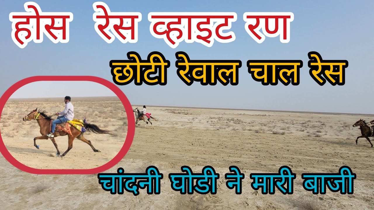 होस रेस  व्हाइट रण छोटी रेवाल चाल रेस  || HORSE RACE WHITE RAAN 2025 #horseraces #rewal #horse