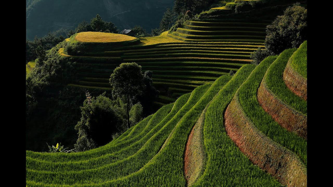 les rizières en terrasse de Mu Cang Chai, Yen Bai, Vietnam