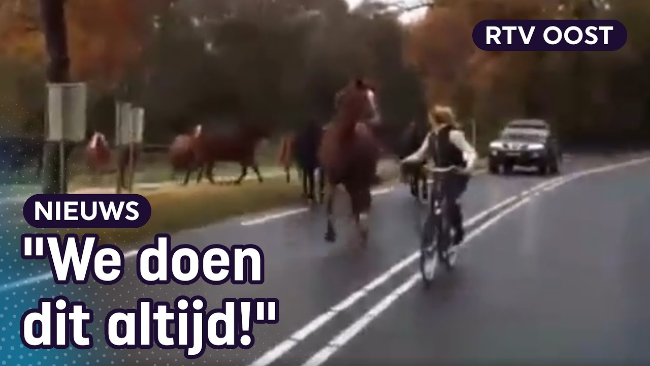Oversteken met 13 losse paarden: 