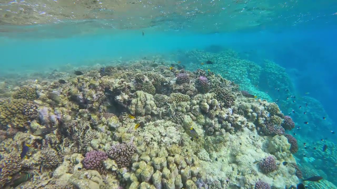 Snorkeling Gorgonia Beach Resort reef 2025