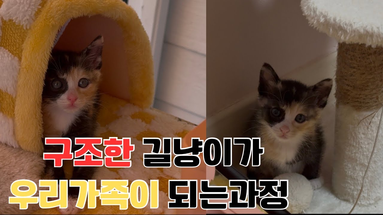우리집 막내 아깽이
