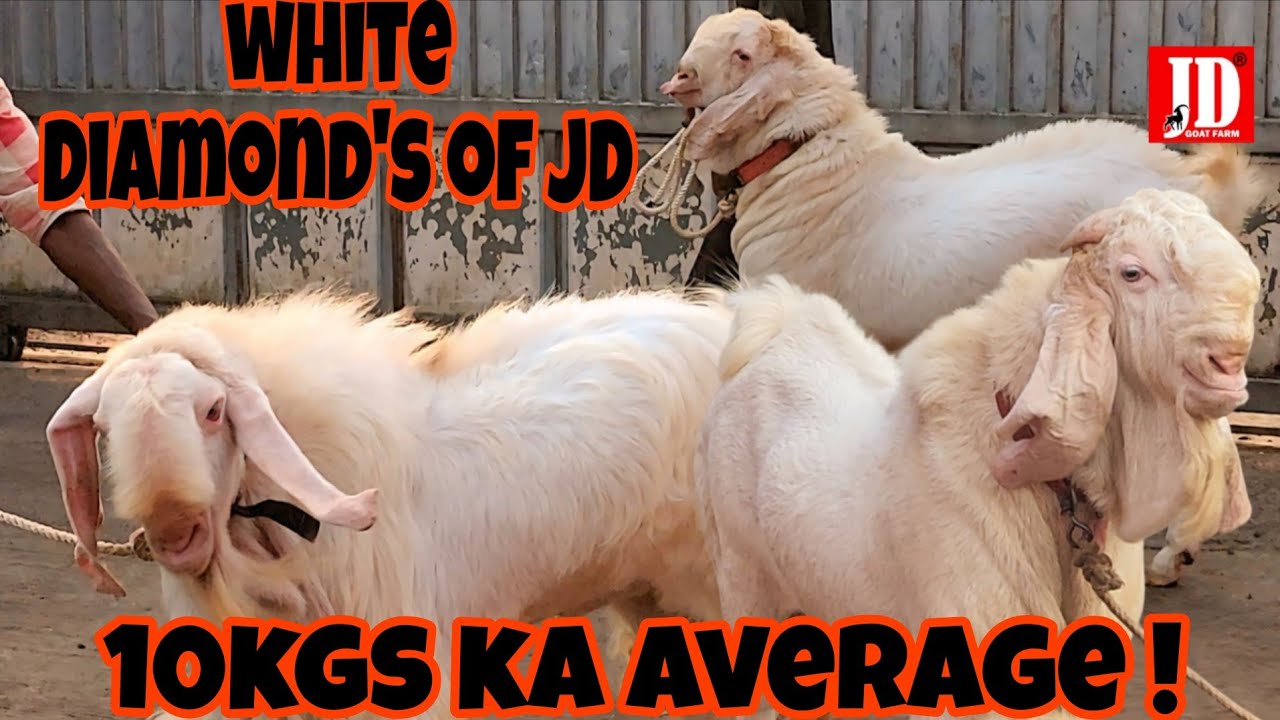 White Diamonds of JD | 10Kgs average | JD Goat Farm