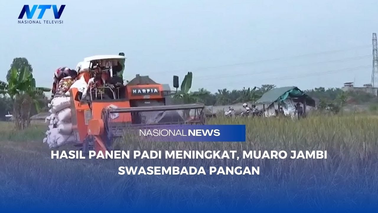 HASIL PANEN PADI MENINGKAT, MUARO JAMBI SWASEMBADA PANGAN