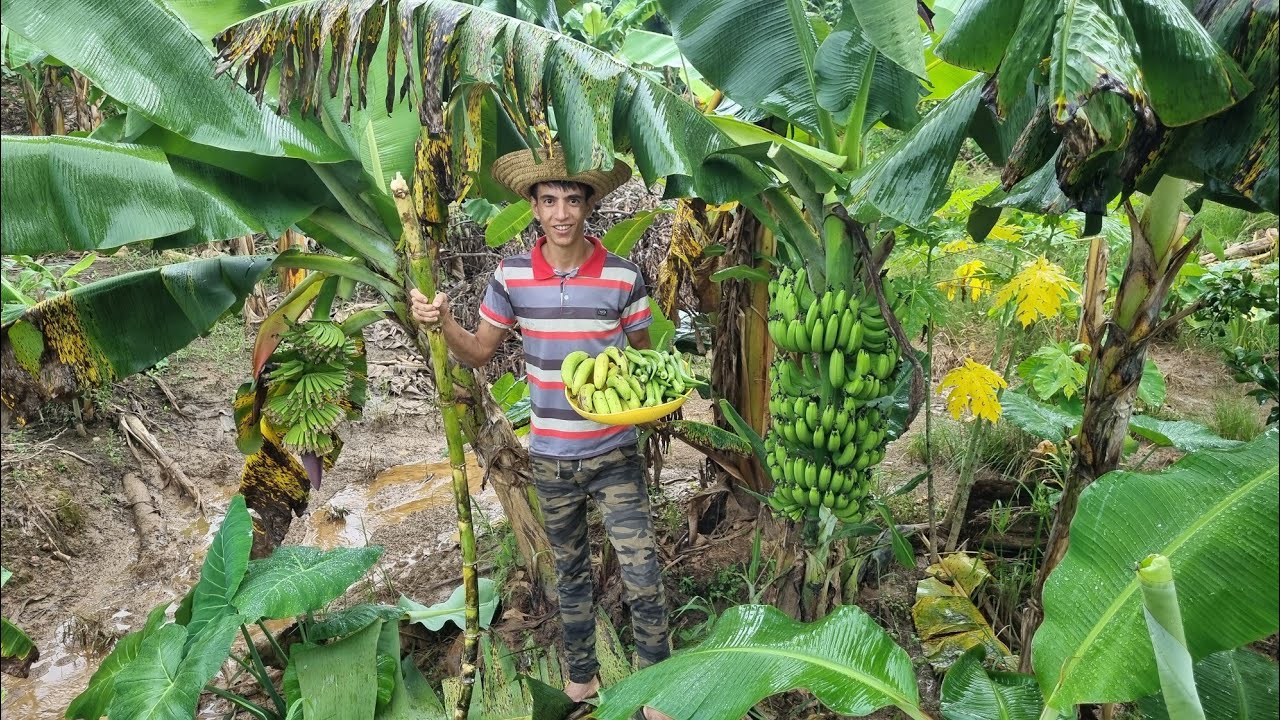 Está chácara é um verdadeiro paraíso,Aqui tem de tudo ,banana,mandioca,quiabo, couve,cana etc.