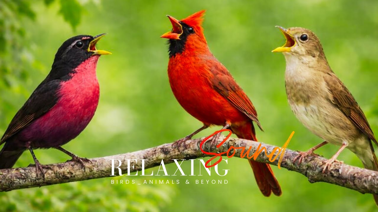 Top 15 most beautiful birds in the world in 4K resolution🌿|Morning Birds and Peaceful Nature Sounds