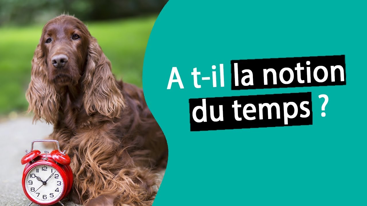 Mon chien a-t-il la notion du temps ? | Dr. COZ