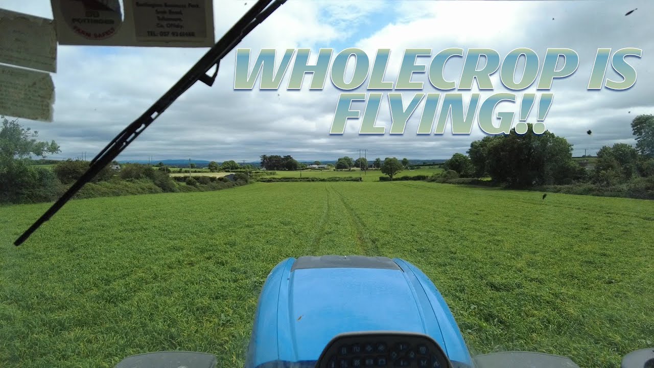 WHOLECROP IS LOOKING GOOD !!!