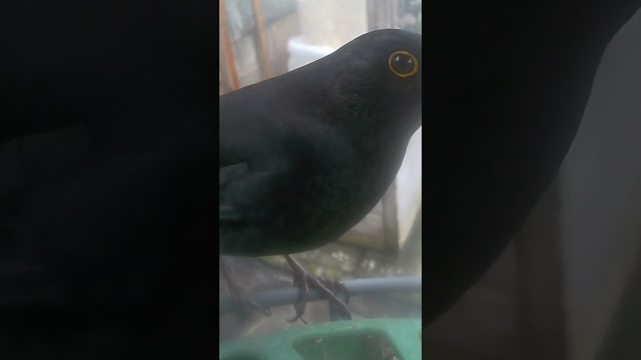 @birdfy_by_netvue @RSPBvideo @ArkWildlife