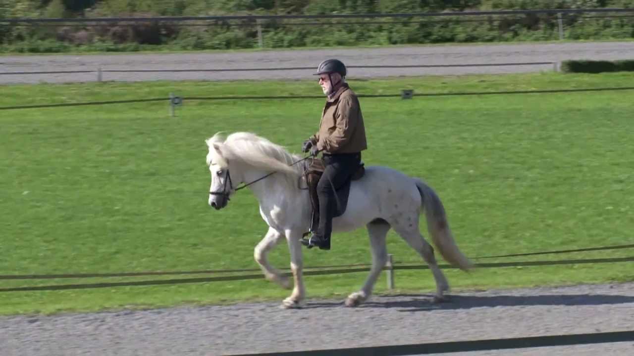 Steinthor vom Panoramahof - ehemaliges Verkaufspferd - Video vom 27.09.2013