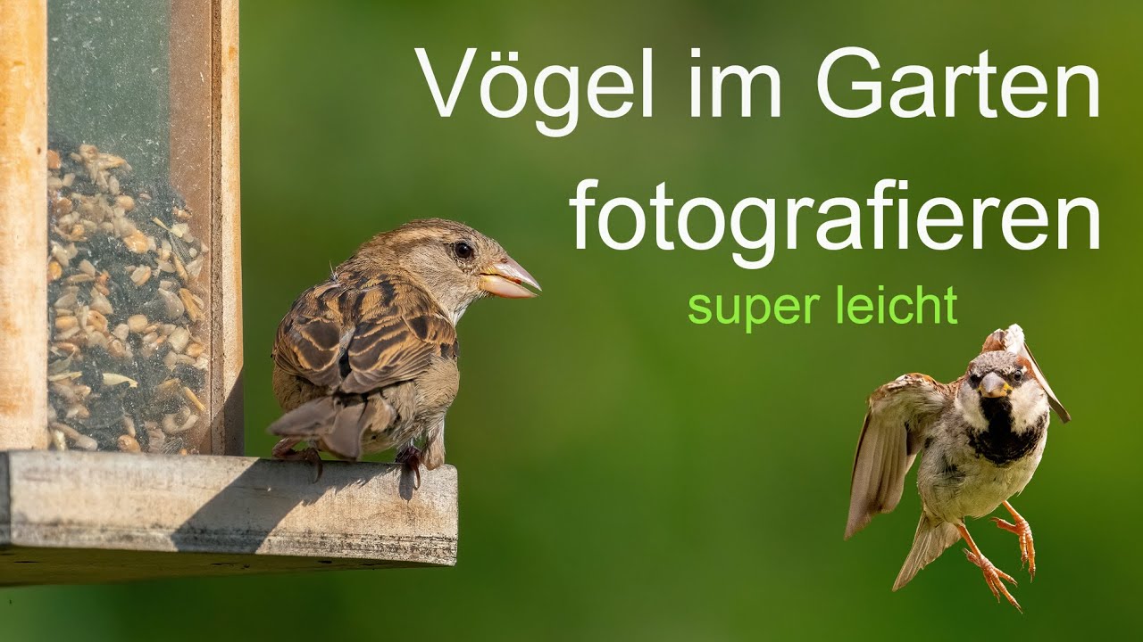 Abenteuer Naturfotografie / Vögel im Garten fotografieren, super Leicht