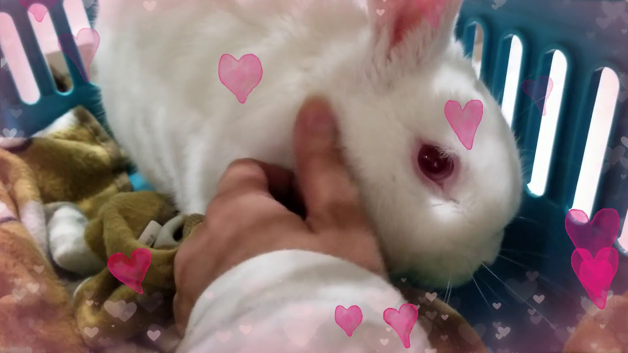 愛をくれるうさぎ♥