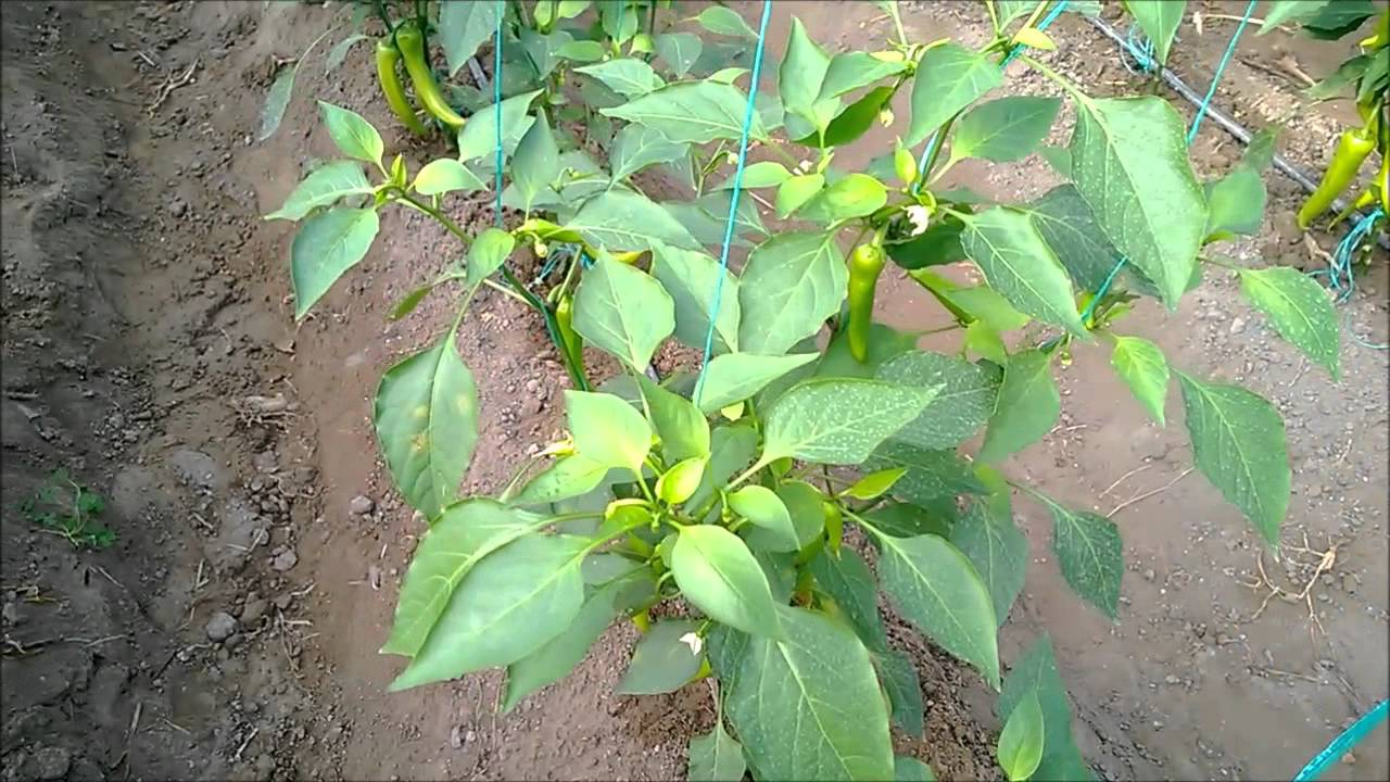 Bio Nematon Biber Serası Uygulama Sonuçları