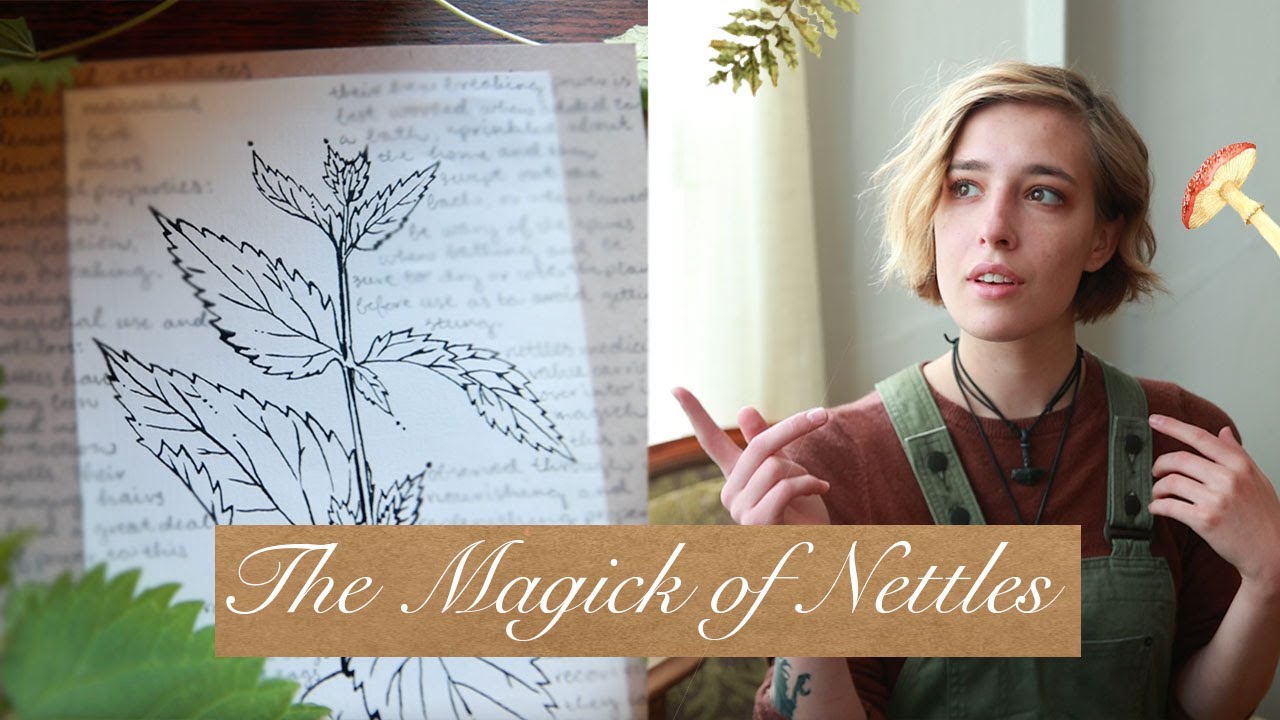 The Magick of Nettles | Herbal Profile | How to Work With Nettles in Magick