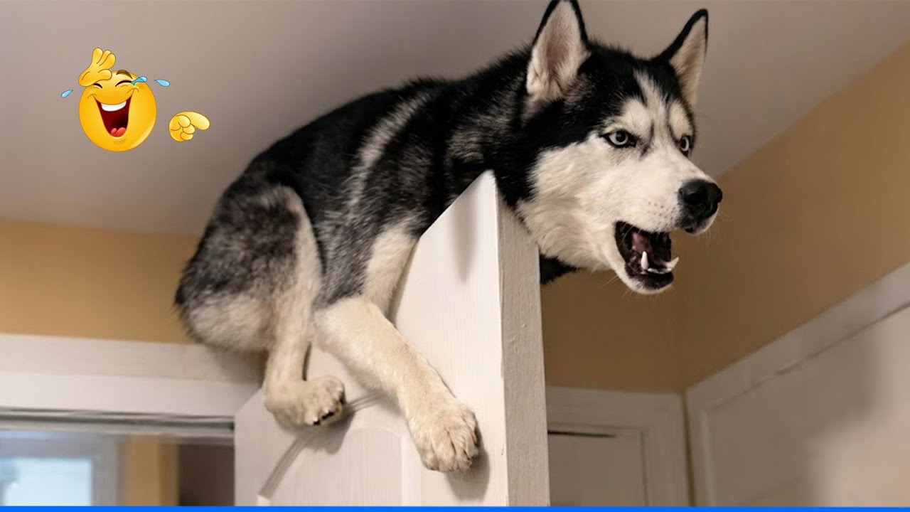 Smarty Funny Animal Video Clips 😹🐶 The Funniest cat & dog Moments Compilation 🐾