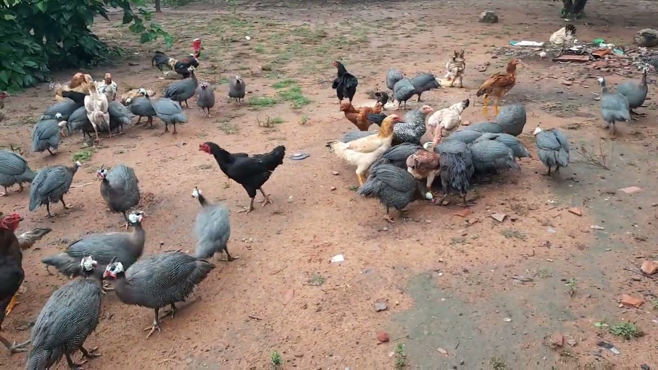 #olha só que tarde abençoada tratando da criação#🐔🐔🐔🐔👏👏👏👏👏🙏🙏🙏🙏🙏