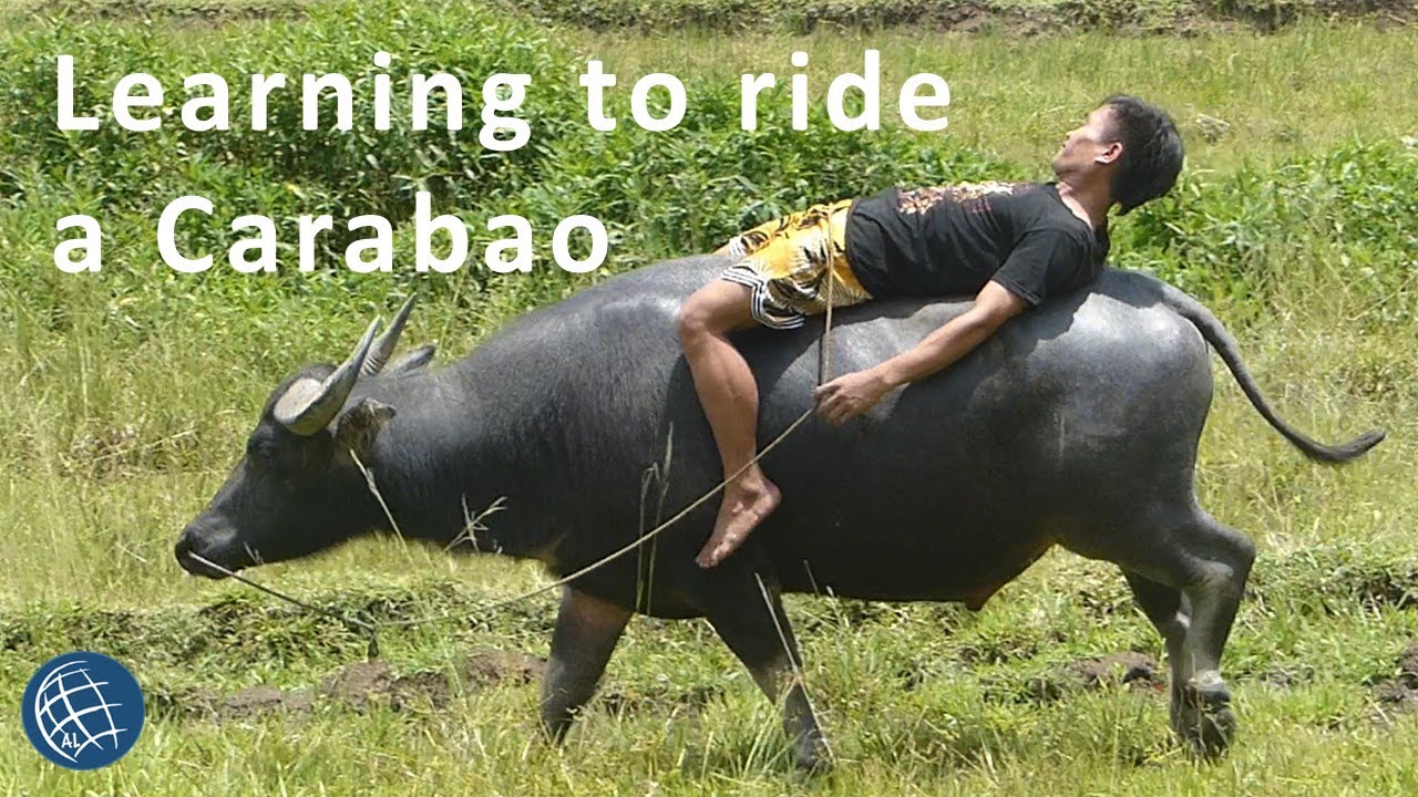 Riding a Carabao (Kalabaw)