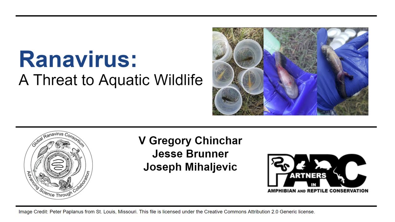 Ranavirus: Threat of Aquatic Wildlife