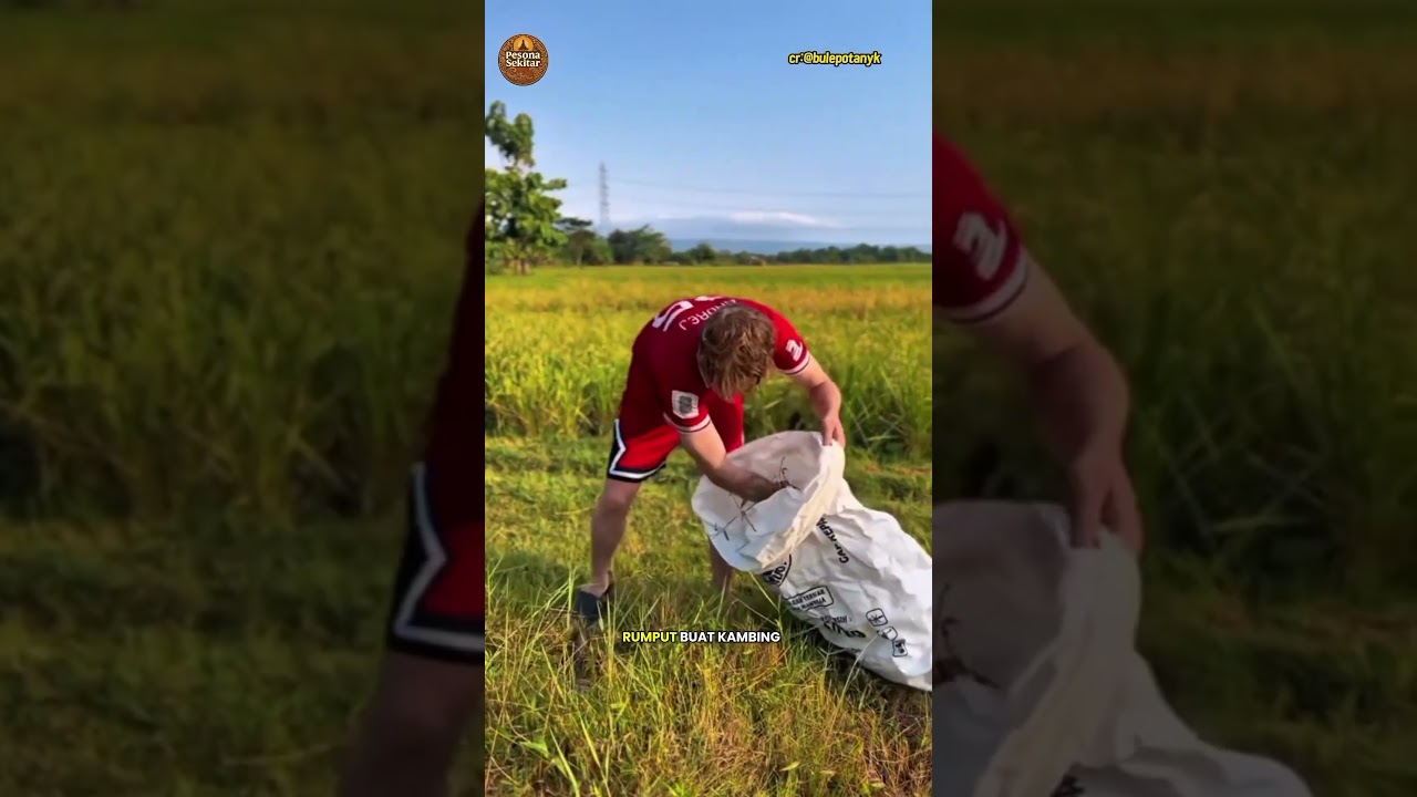 Bule Sore-sore Ikutan Ngarit! #shorts #reaksibule #viralvideo