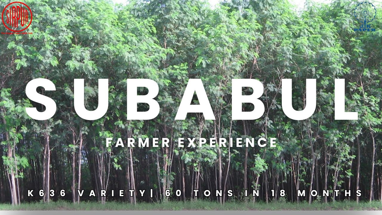 Secrets of Subabul: 60 Tons in 18 Months - jk papers
